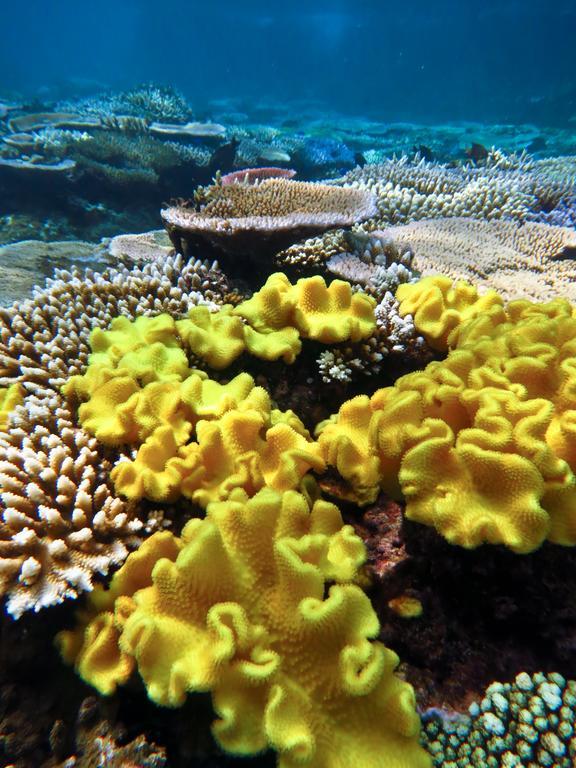Naqara Mai Dive' Astrolabe Reef Resort מראה חיצוני תמונה