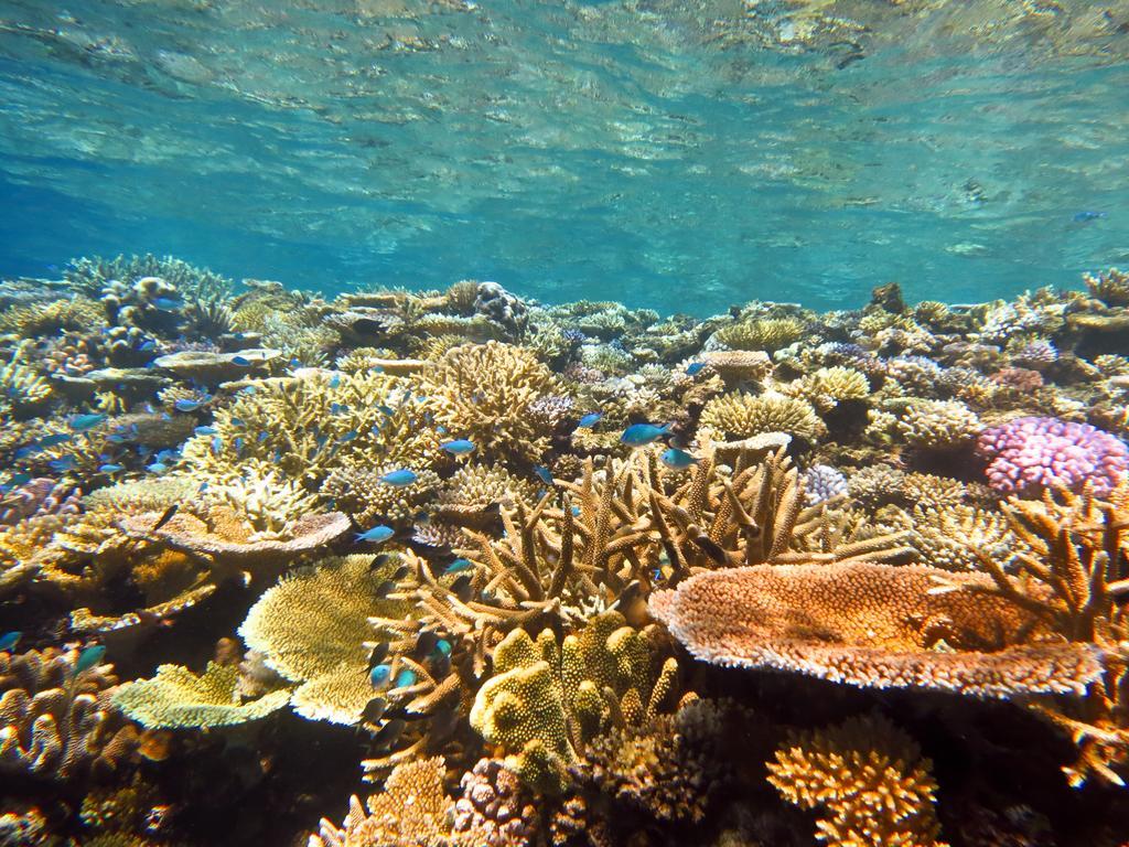 Naqara Mai Dive' Astrolabe Reef Resort מראה חיצוני תמונה