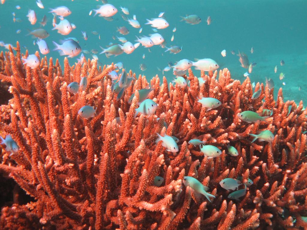 Naqara Mai Dive' Astrolabe Reef Resort מראה חיצוני תמונה