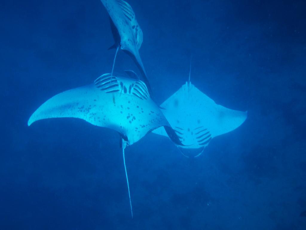 Naqara Mai Dive' Astrolabe Reef Resort מראה חיצוני תמונה