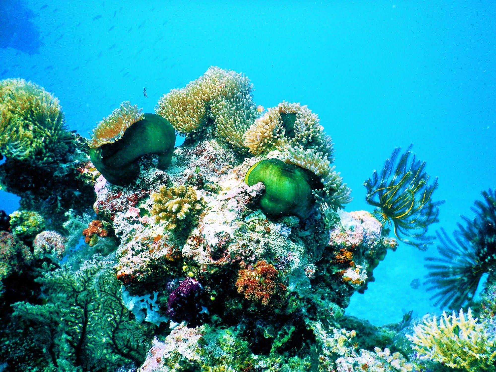 Naqara Mai Dive' Astrolabe Reef Resort מראה חיצוני תמונה